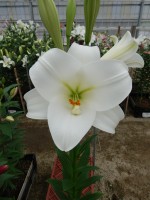 [5712 DJ LF-01 No02.JPG]